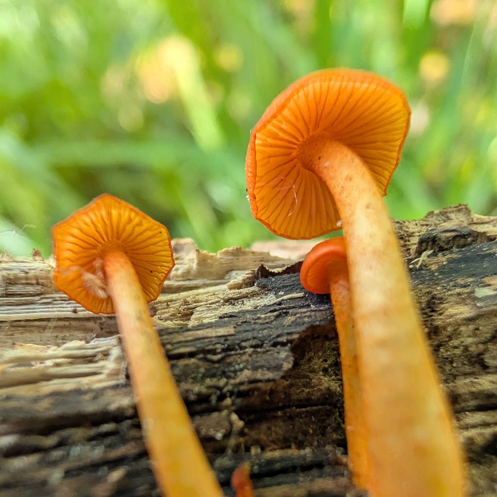 orange mycena · June 2026 · photo: Photo: no rights reserved · iNaturalist