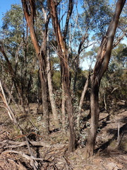 Eucalyptus polybractea