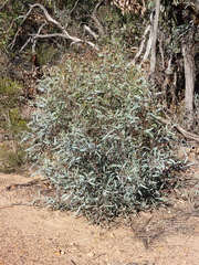 Eucalyptus polybractea