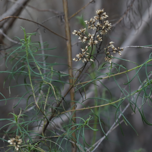 Cassinia quinquefaria observed 2026-04-27