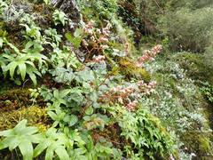(c) crothfels, some rights reserved (CC BY) Astilbe macroflora, photograph (c) crothfels, some rights reserved (CC BY)