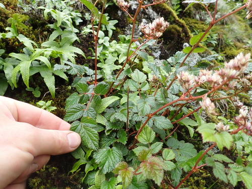Astilbe macroflora, photograph 5