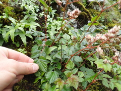 (c) crothfels, some rights reserved (CC BY) Astilbe macroflora, photograph (c) crothfels, some rights reserved (CC BY)