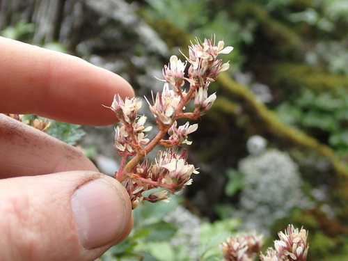 Astilbe macroflora, photograph 6
