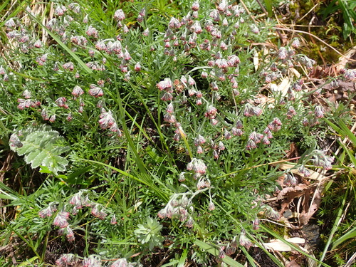 Artemisia kawakamii observed 2026-06-17