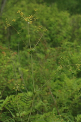 Bupleurum longiradiatum