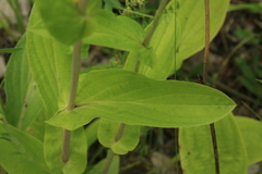 Bupleurum longiradiatum
