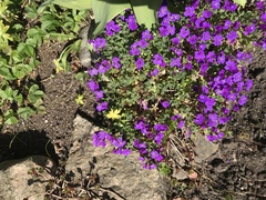 Aubrieta deltoidea