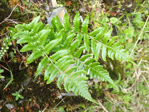 Dryopteris costalisora (Dryopteris costalisora)