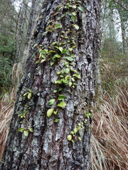 Hydrangea viburnoides