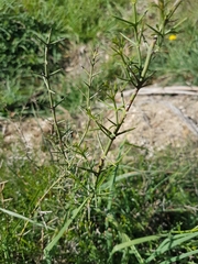 Discaria pubescens