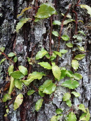 Hydrangea viburnoides