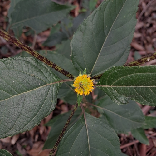 Tilesia baccata