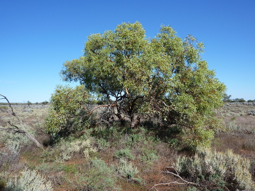 Eucalyptus trivalva