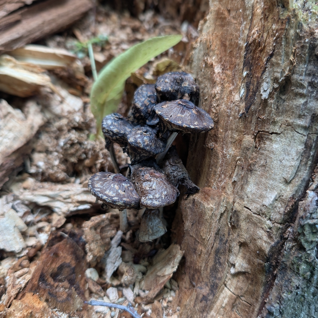 scaly ink cap · June 2026 · photo: Photo: no rights reserved · iNaturalist