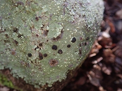Placopsis rhodocarpa