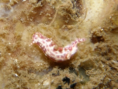 Hypselodoris