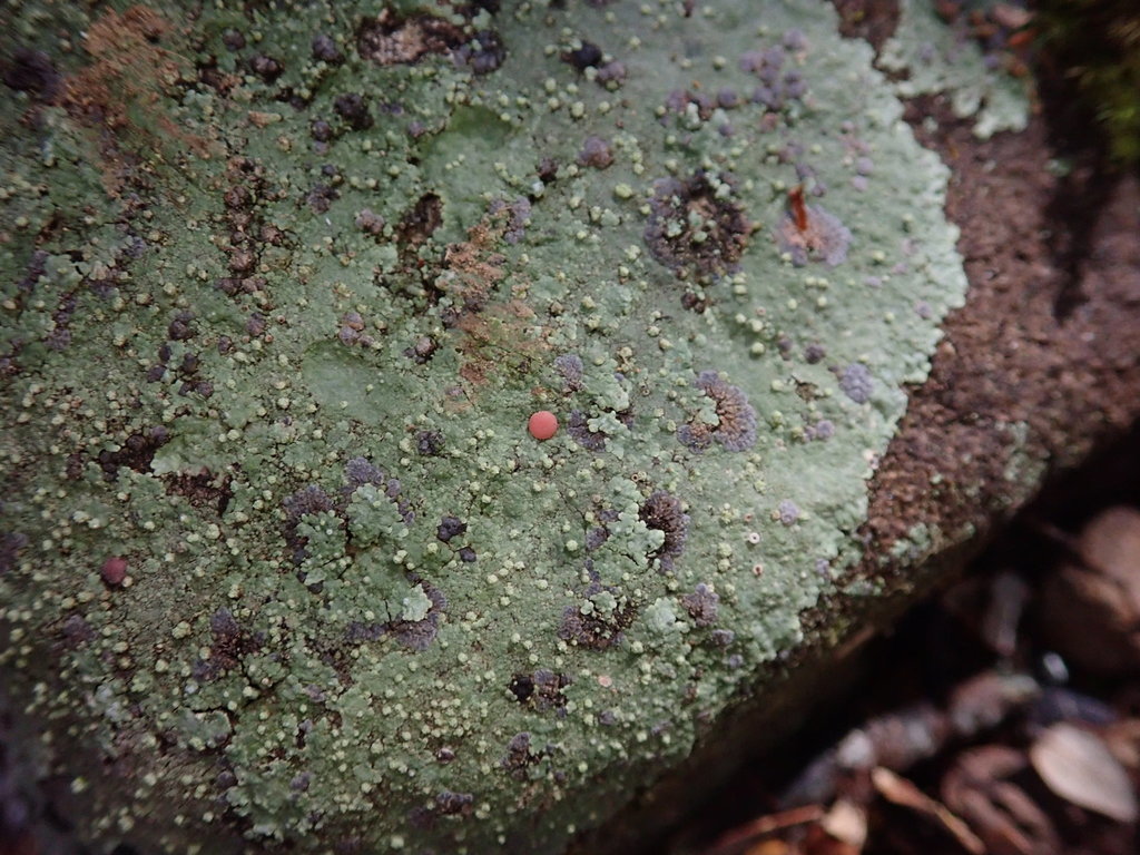 Placopsis rhodocarpa
