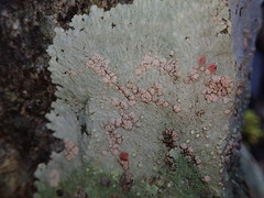 Placopsis rhodocarpa