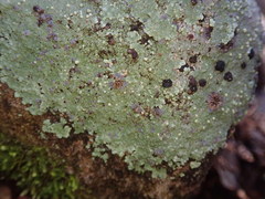 Placopsis rhodocarpa