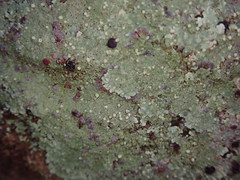 Placopsis rhodocarpa