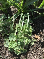 Alchemilla mollis