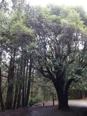 Quercus stenophylloides