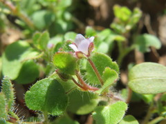 Veronica hederifolia-sublobata-triloba