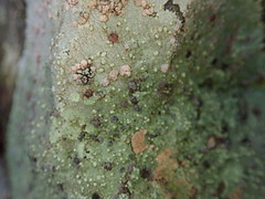 Placopsis rhodocarpa