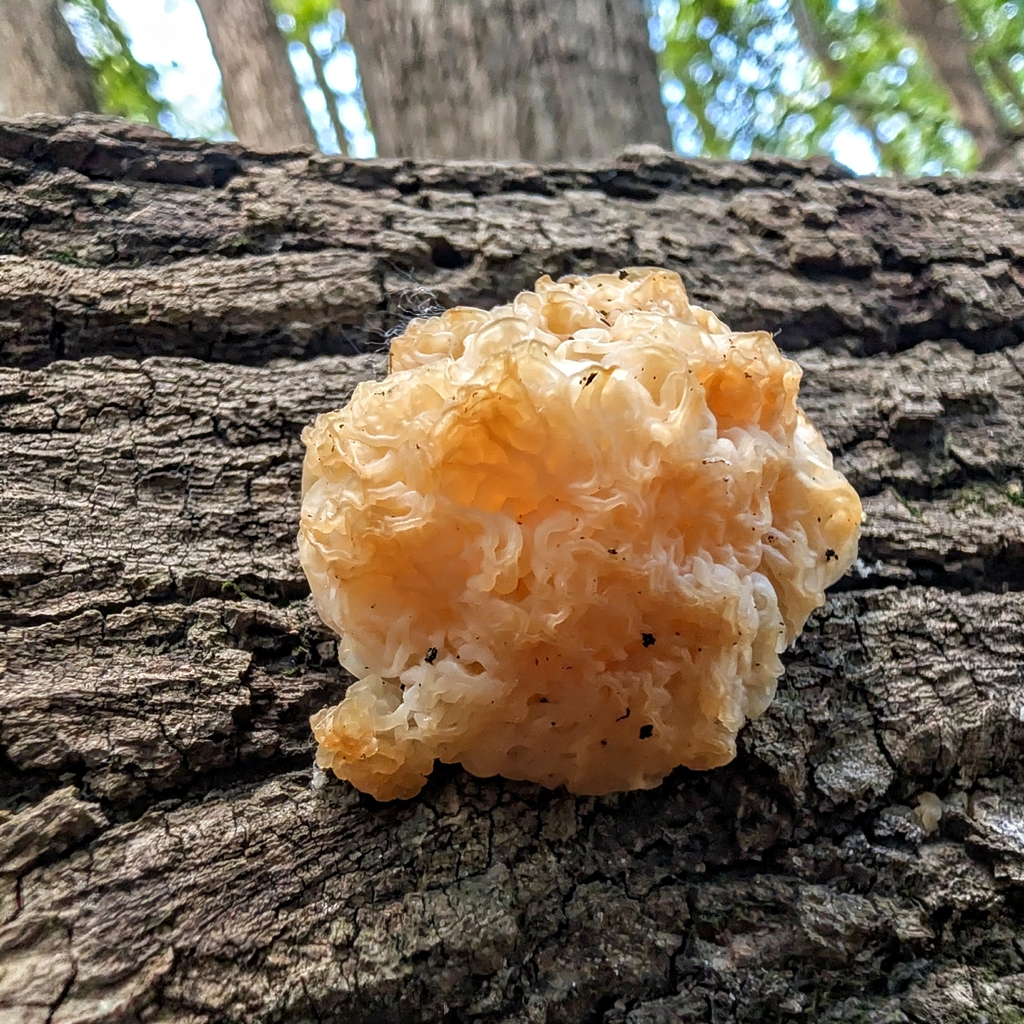 white jelly fungus · June 2026 · photo: Photo: no rights reserved · iNaturalist