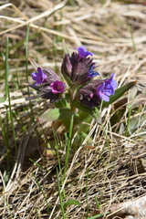 Pulmonaria angustifolia