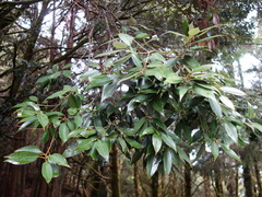 Quercus stenophylloides