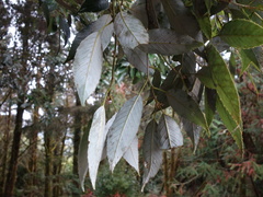 Quercus stenophylloides