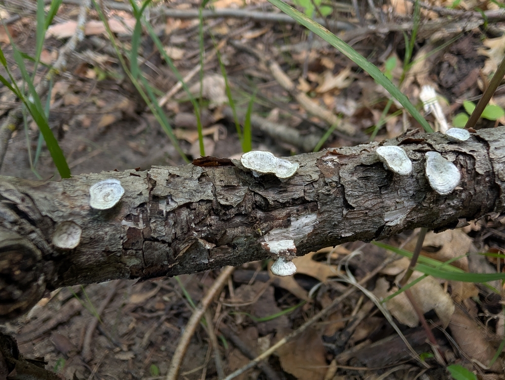 little nest polypore · June 2026 · photo: Photo: no rights reserved · iNaturalist