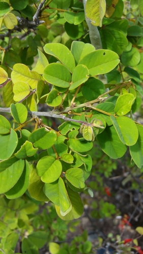 Chadsia versicolor