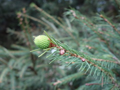 Picea morrisonicola