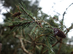 Picea morrisonicola