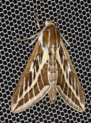 Hyles livornicoides