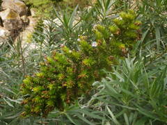 Echium virescens