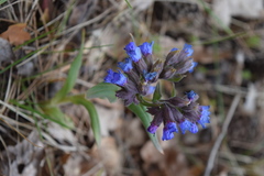 Pulmonaria angustifolia