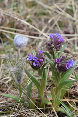 Pulmonaria angustifolia