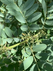 Indigofera tinctoria arcuata
