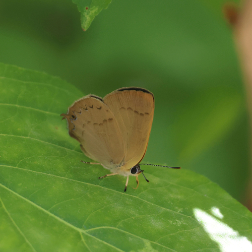 iNaturalist observation photo of Golden Hairstreak
