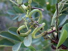 Indigofera tinctoria arcuata