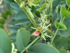 Indigofera tinctoria arcuata