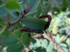 Indigofera tinctoria arcuata