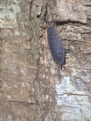 Common Rough Woodlouse