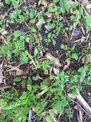 Haloragis erecta erecta