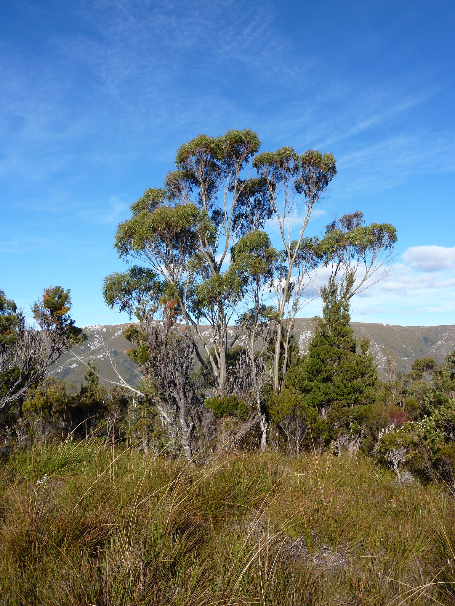 Eucalyptus nitida