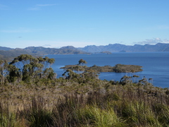 Eucalyptus nitida